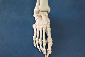 足の指は踵から細かい骨で繋がっている。